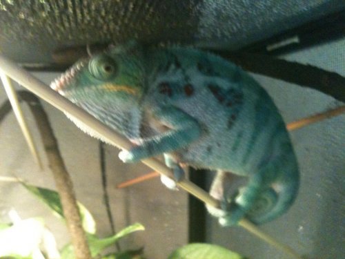 chameleon 003.jpg