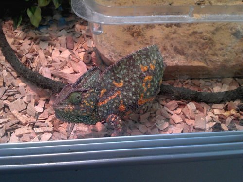 gravid.jpg