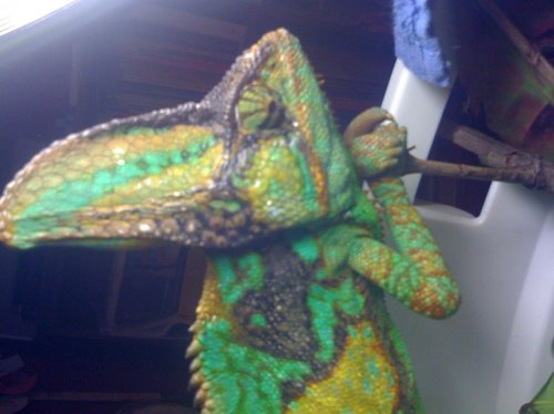 00rango (1).jpg
