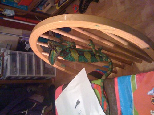00rango (2).jpg