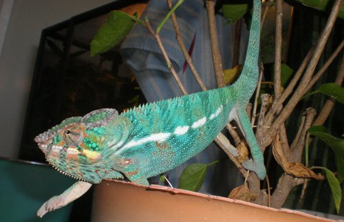 male1a.jpg