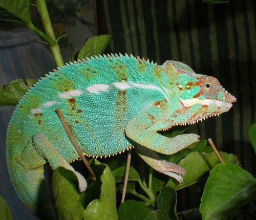 male2.jpg