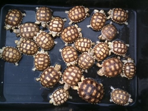 Copy of sulcata babiesgroupshot.jpg