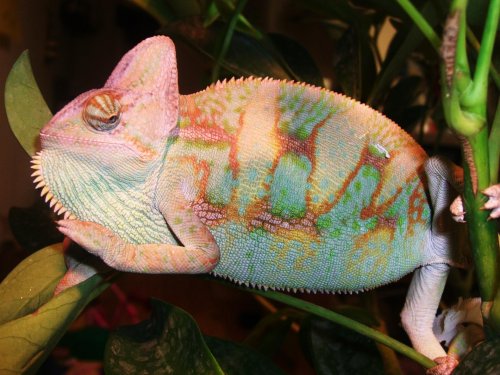 LAMBEAU AFTER SHED.jpg