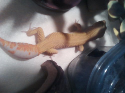 my boy yoshi.jpg