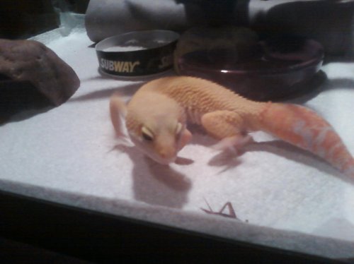 yoshi about to get a crick.jpg