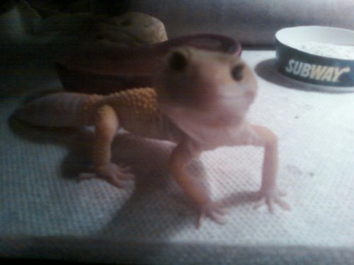 yoshi smiling for his dinner.jpg