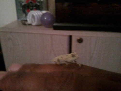 NEW PYGMY.jpg