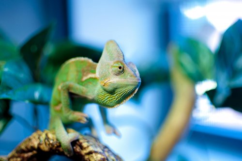 iggy-2-small.jpg