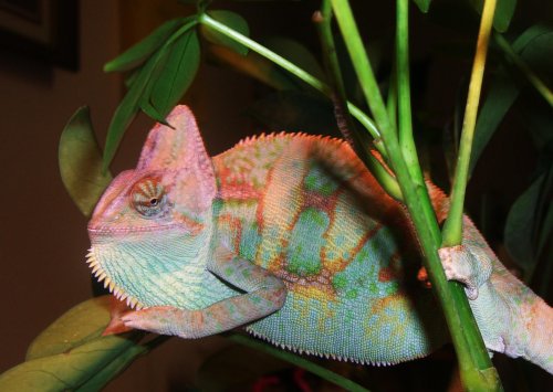 Lambeau chillen in tree.jpg