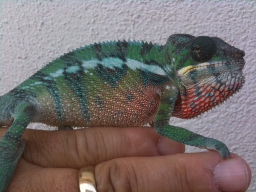 male ambilobe9 inchji.jpg