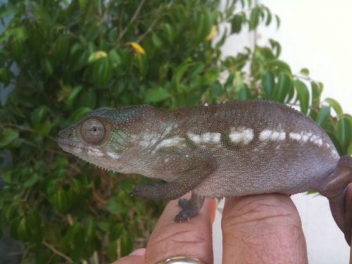 female ambilobe8inchcu.jpg