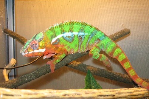 Copy of male ambilobe sire.jpg