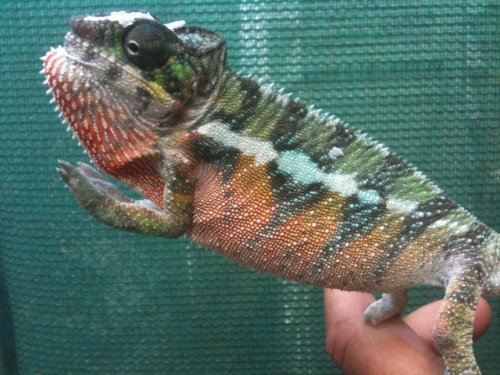 holdback maleambilobeji.jpg