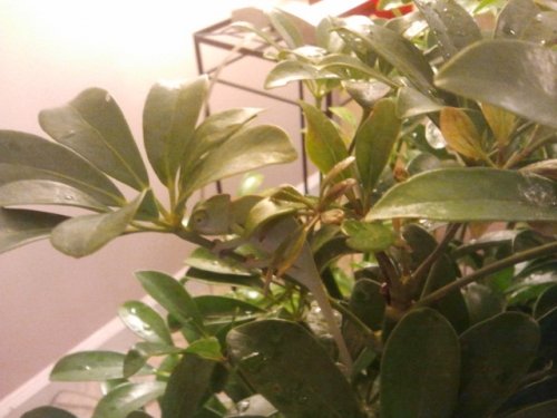 2011-08-30 19.07.56.jpg