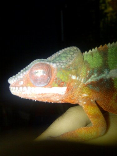 rexs eye2.jpg