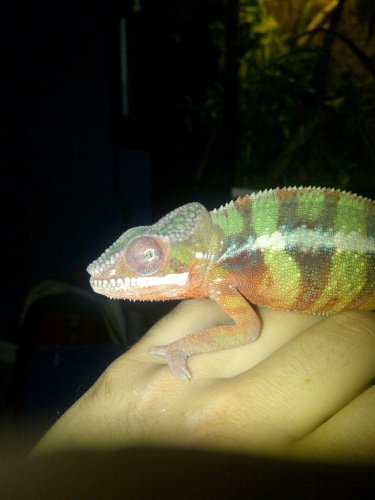rexs eye 3.jpg
