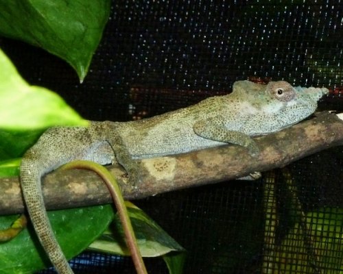 P1030058 (640x512) (620x496).jpg