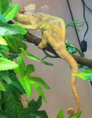 Jambo Luigie 16.09.2011.jpg