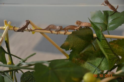 Sept 18,2011 Chams & Rides 002.jpg
