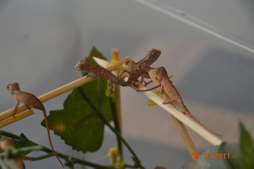 Sept 18,2011 Chams & Rides 005.jpg