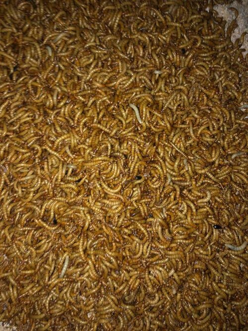 Mealworms.jpg