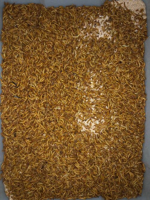 mealworms 2.jpg