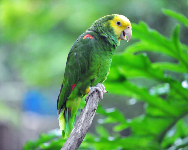 yellow-headed-amazon-amazona-oratrix-1.jpg