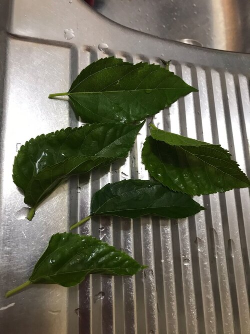 mulberry leaves.jpeg