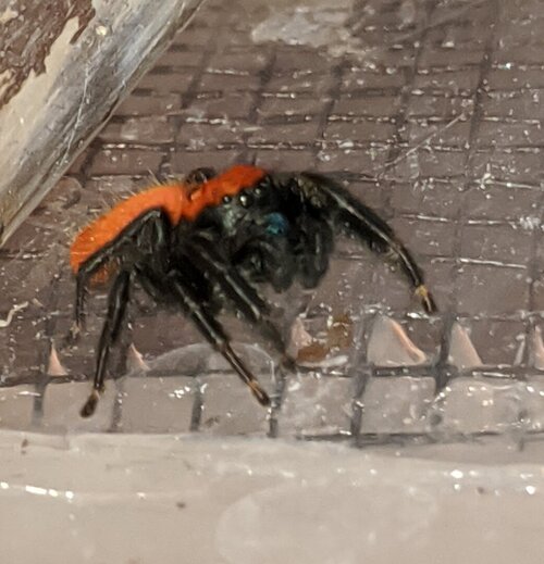 IMG_20201017_141318 (2).jpg