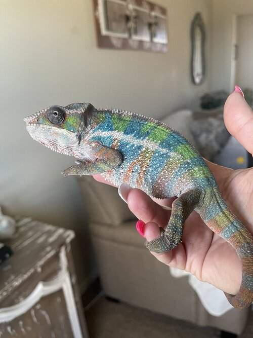 Skittles 2-13-22.jpeg