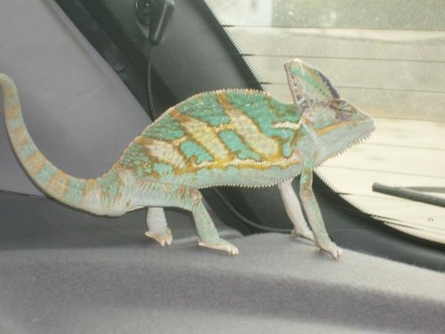 cham 003.JPG