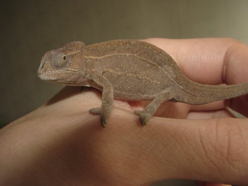 Furcifer campani 1,0  14.06.2008 7-1.jpg