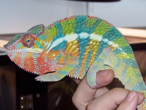 Plato 1-8-07 just  out of the shipping box.jpg