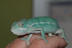 11weekAmbi.JPG