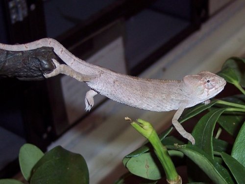 8-15-M  6-10-08b.jpg