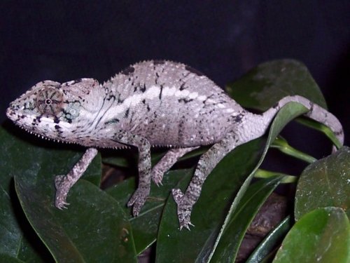 8-13-M  6-10-08b.jpg