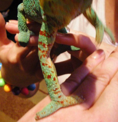 leg1.jpg