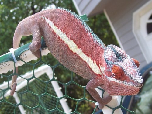 Kubla Khan outside 8-16-07c.jpg