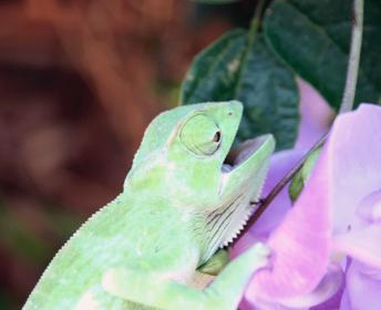 twiggy-on-purple-flower.jpg