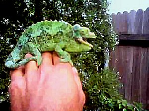 HighBlue Jackson09.JPG