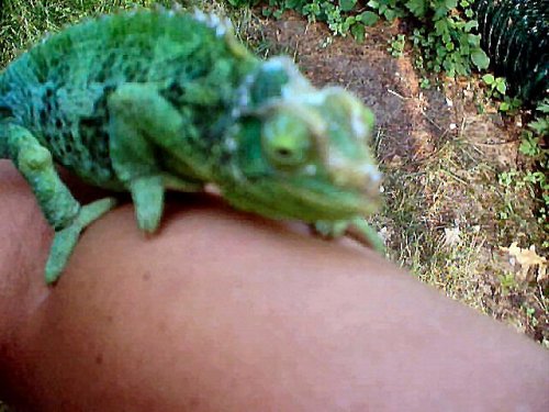 HighBlue Jackson 03-T.JPG