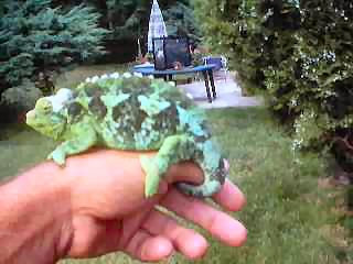 HighBlue Jackson08.JPG