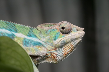 IMG_1130.jpg