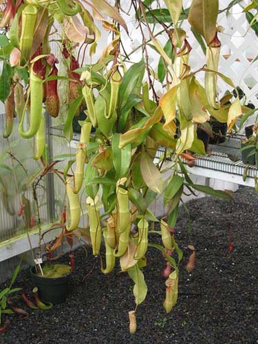 nepenthes.jpg