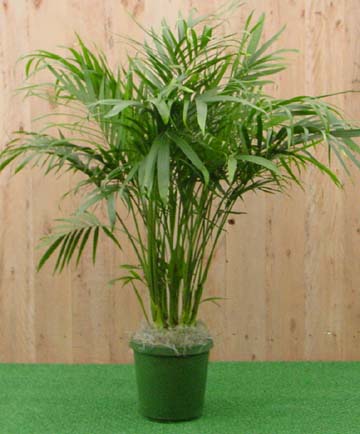 Catpalm.jpg