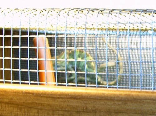 zoomed cham.jpg
