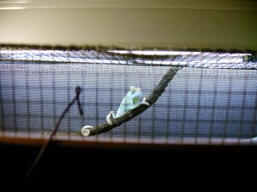 chameleon 2.jpg