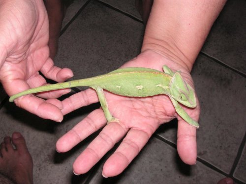 Desi green 1.jpg