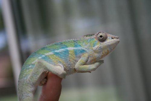 kujo 8.jpg
